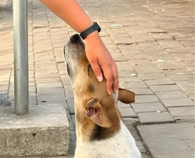 Eco-conscious pet owner with dog