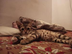 Cherry — Indian Native in New Delhi available for adoption