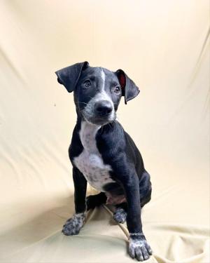 Butter — Mixed breed in Delhi available for adoption