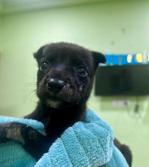 Hope — Indian Pariah dog in Delhi available for adoption