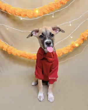 Hazel — Indie in Delhi available for adoption