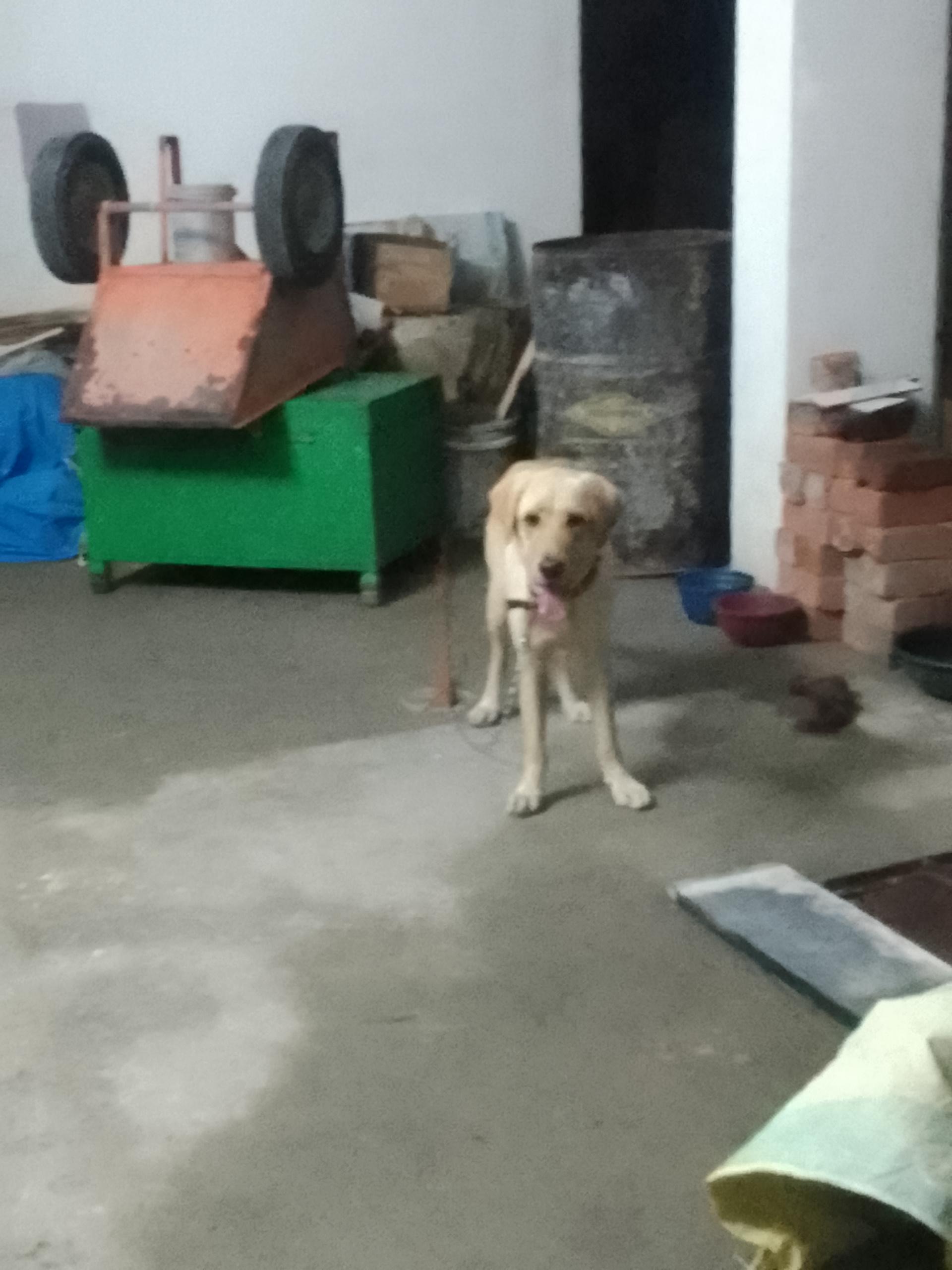 Gracy — Golden Retriever in Coimbatore available for adoption