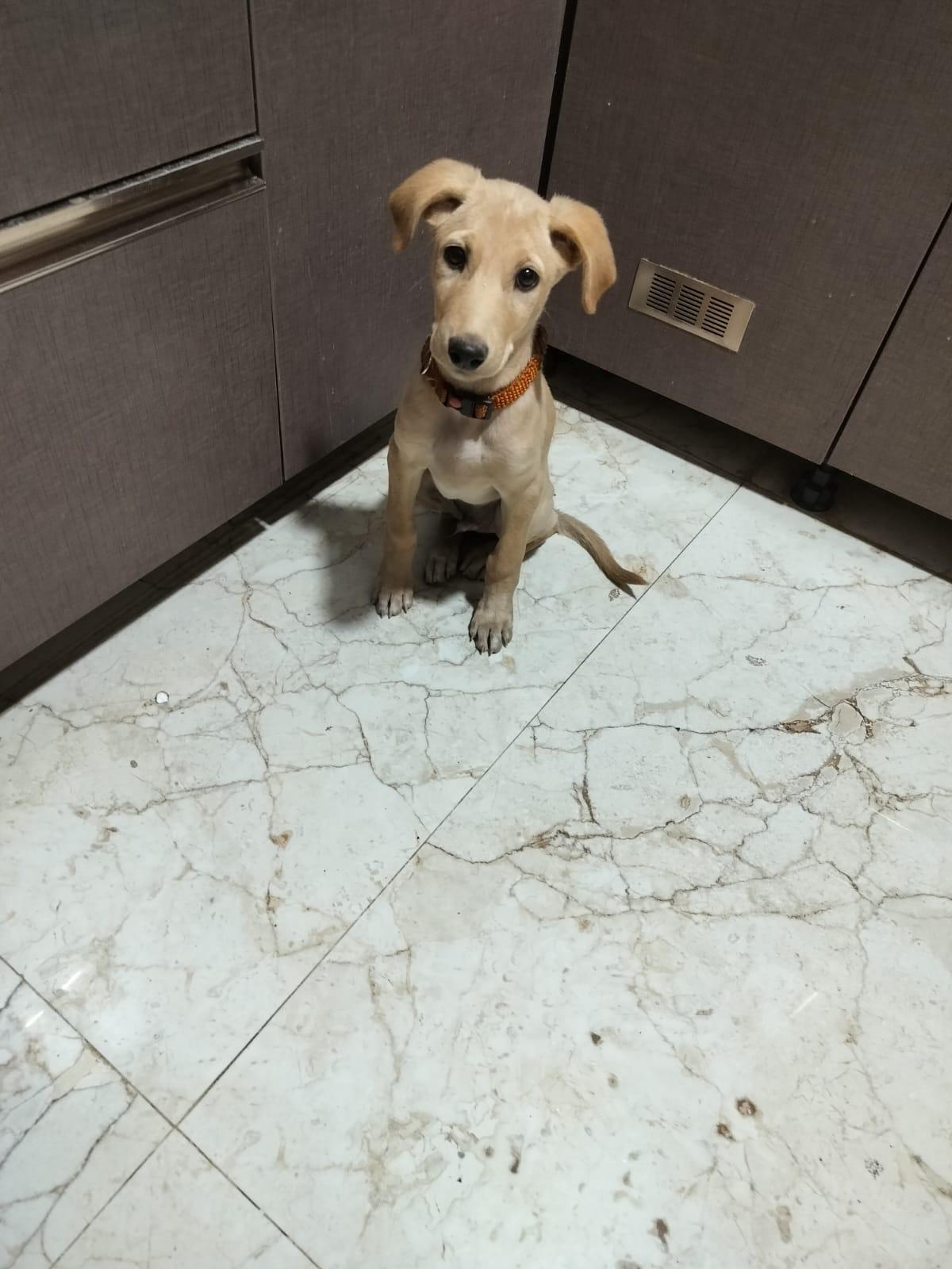 Choco