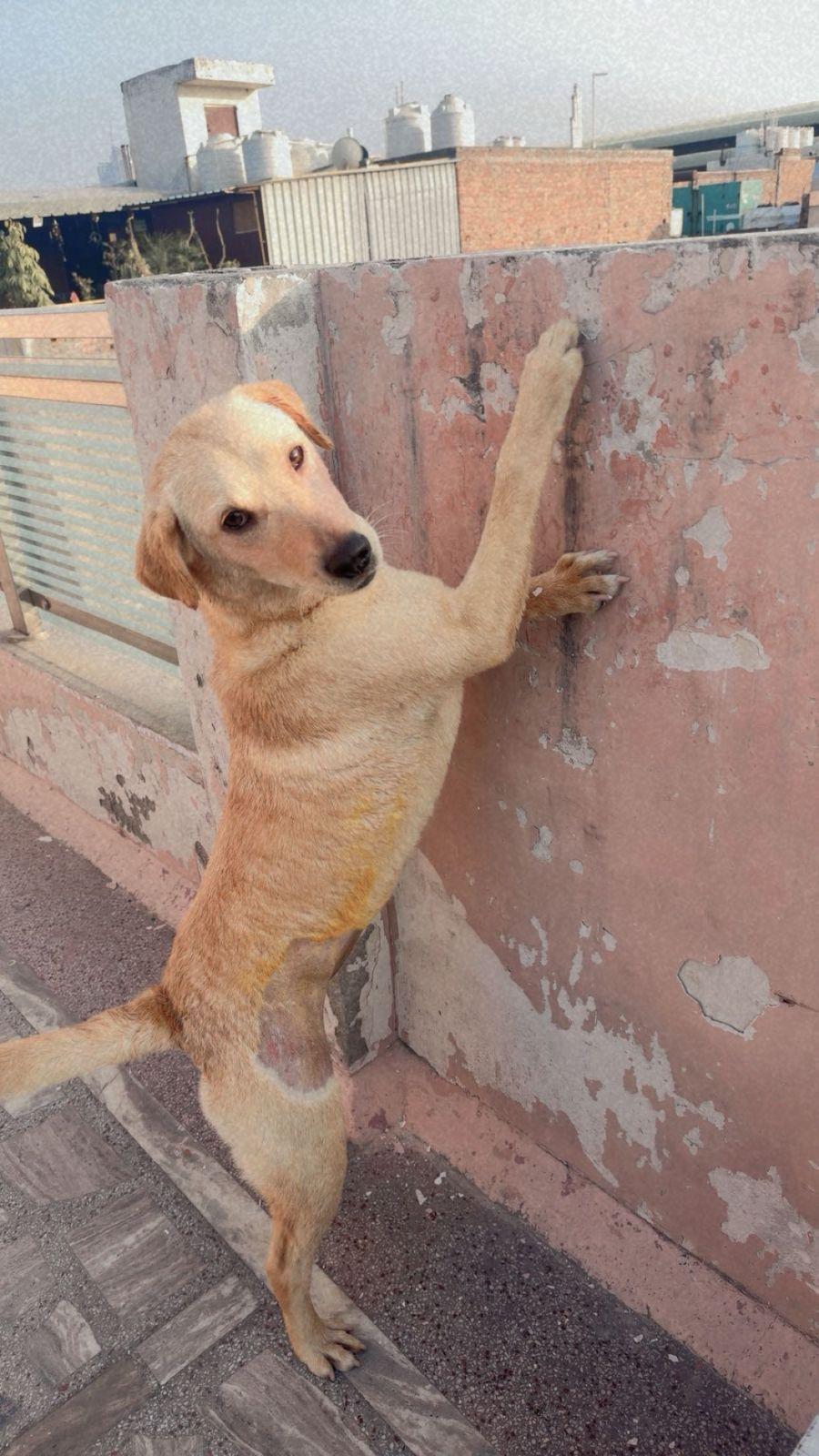 Barfi