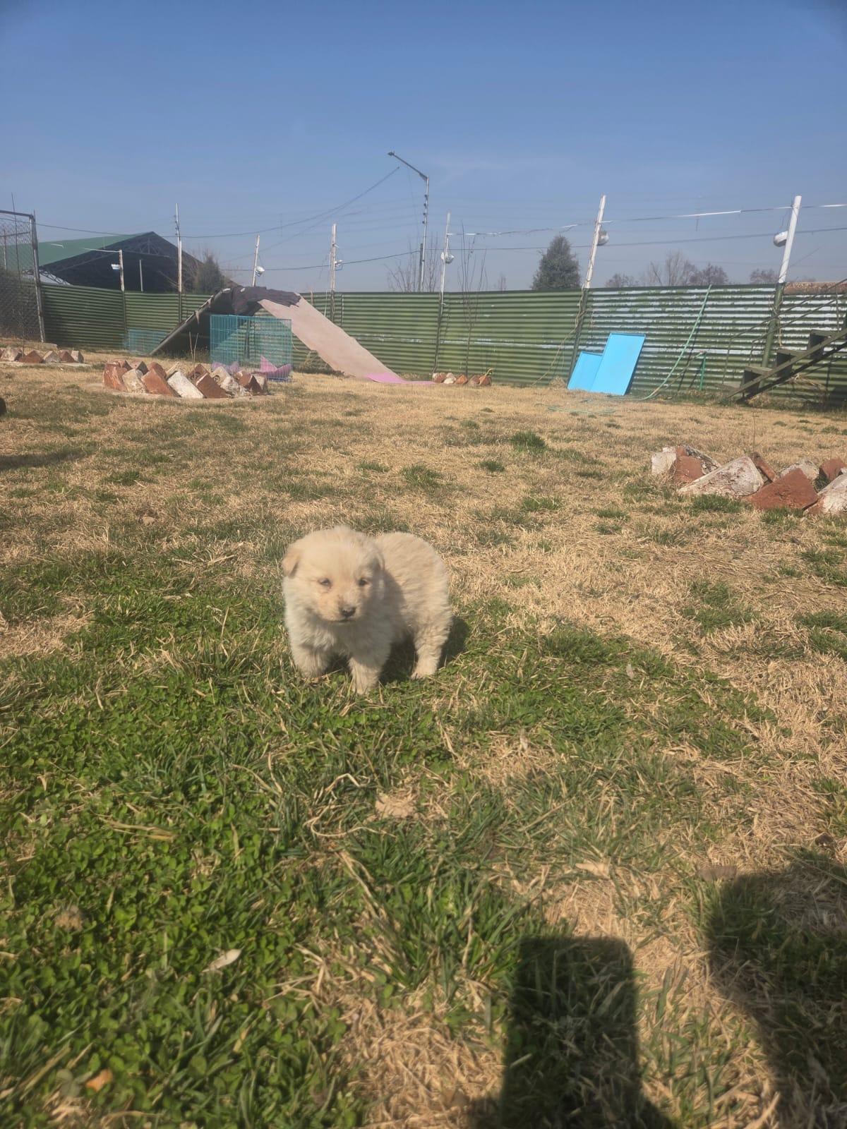 Kit Kat