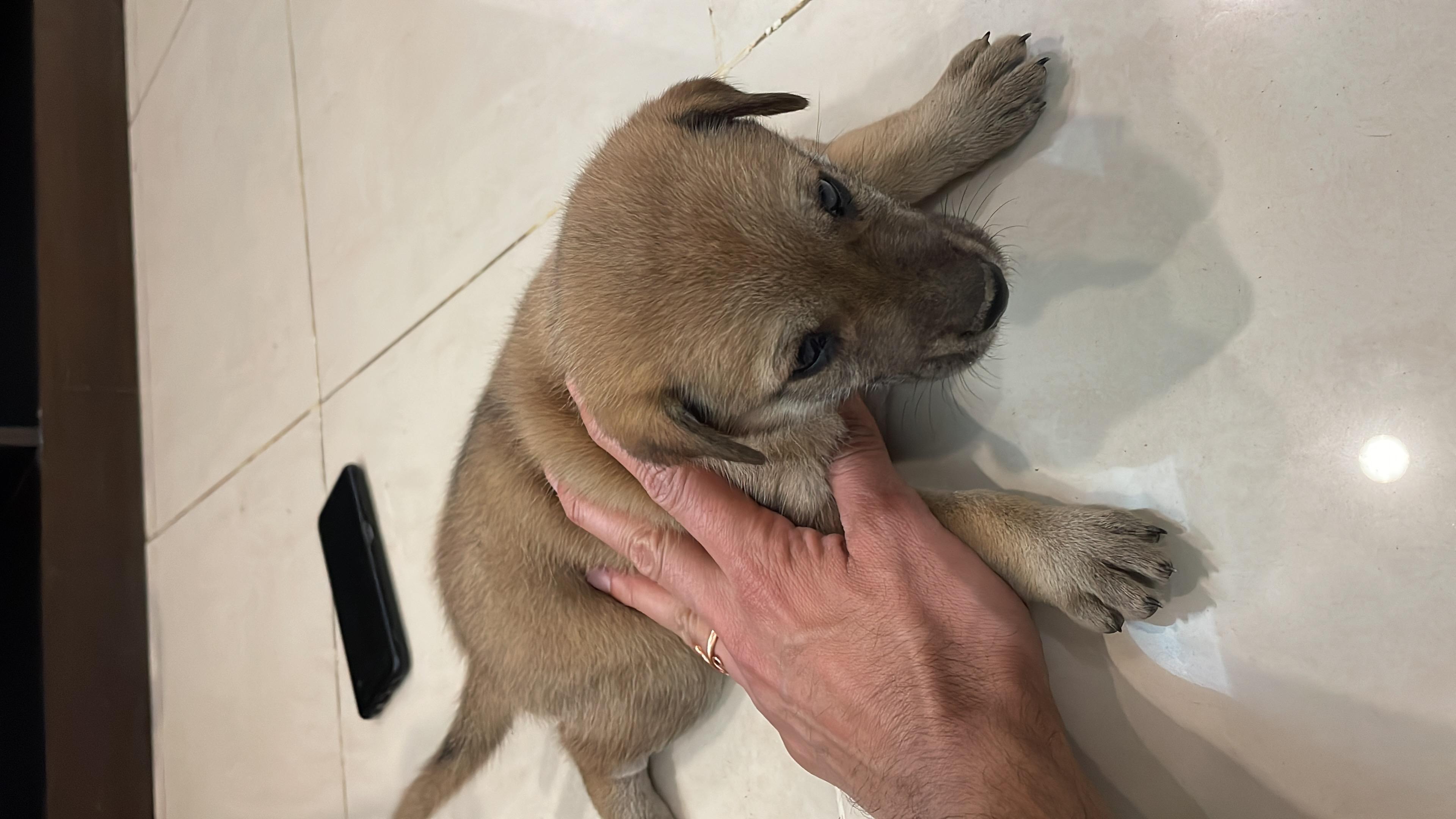 Puppy