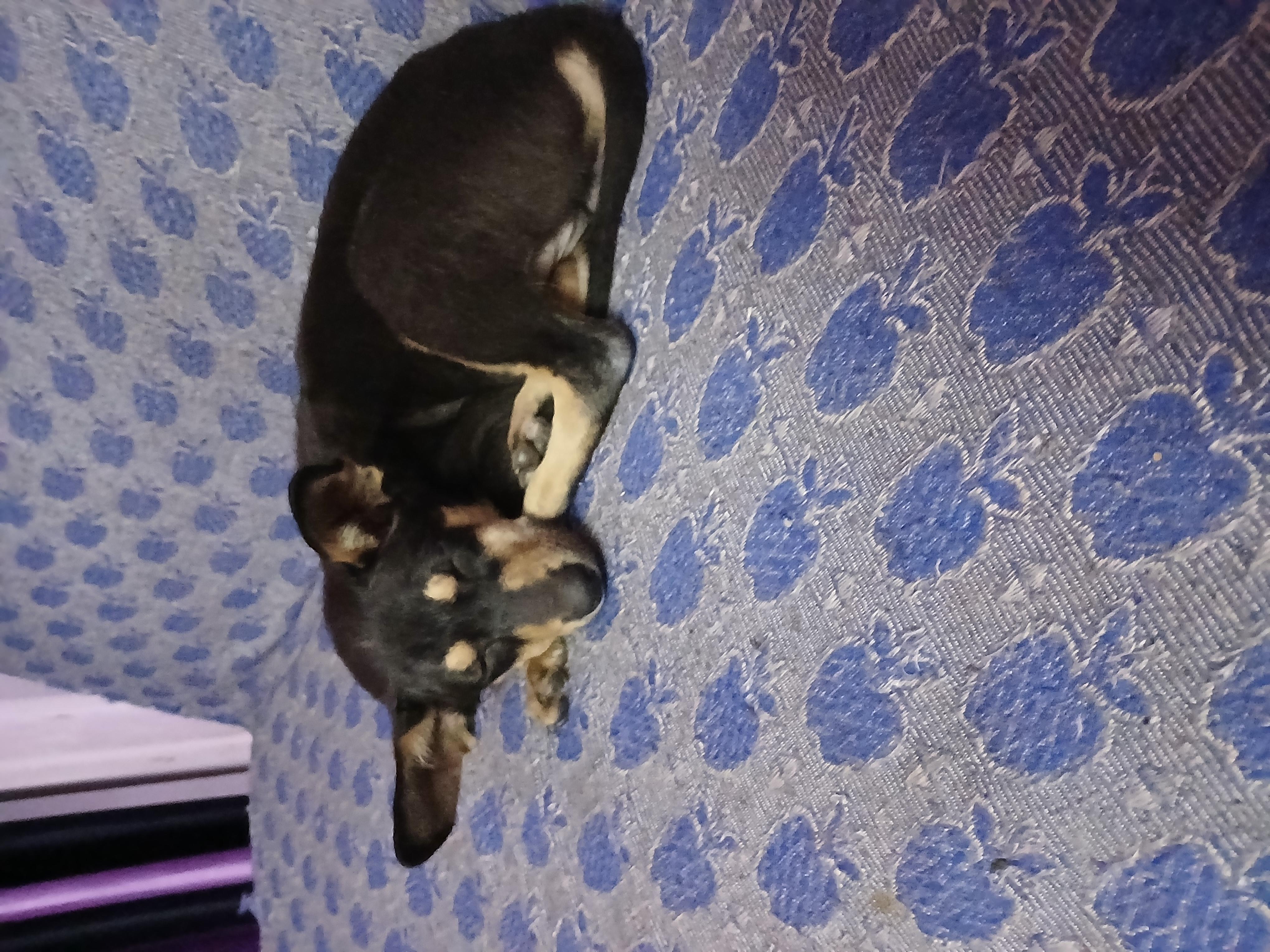 Laltu