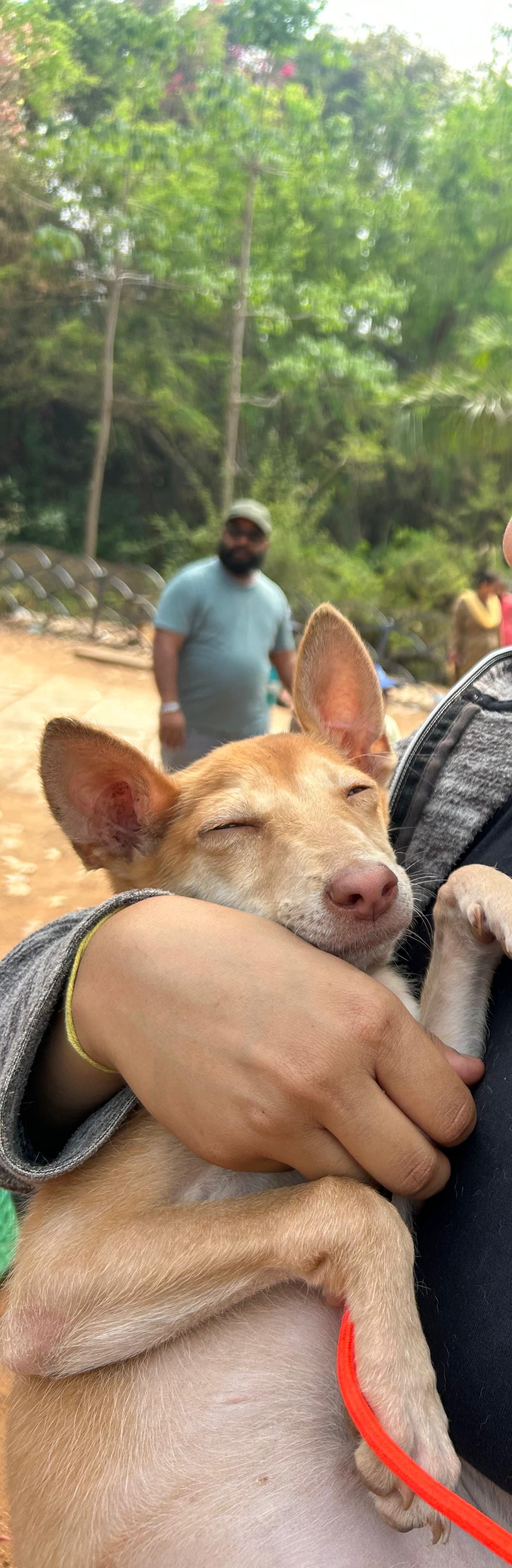 Tara