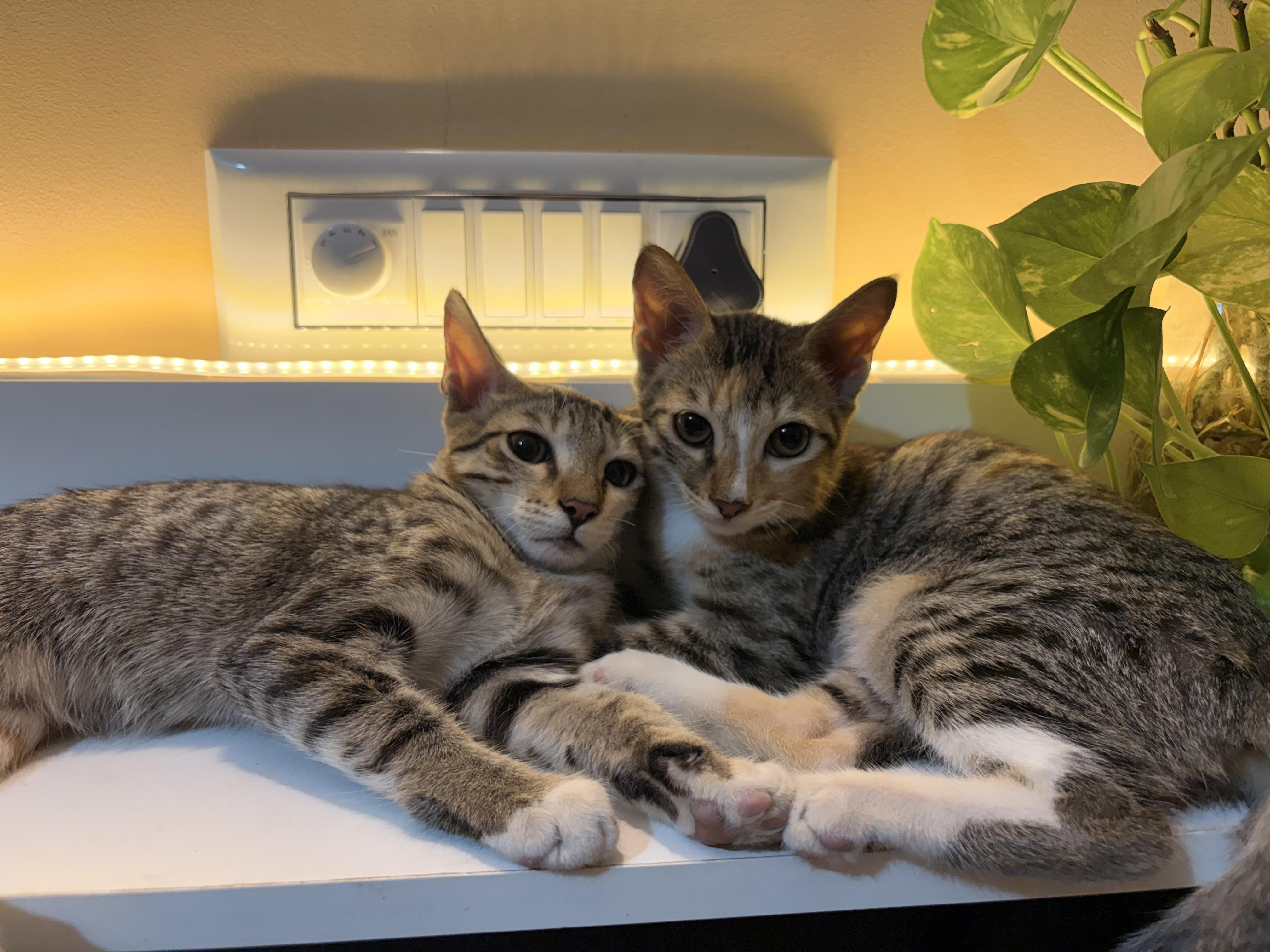 Bella and Becca