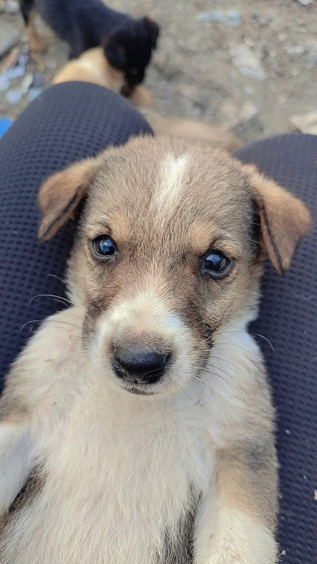 Teddy