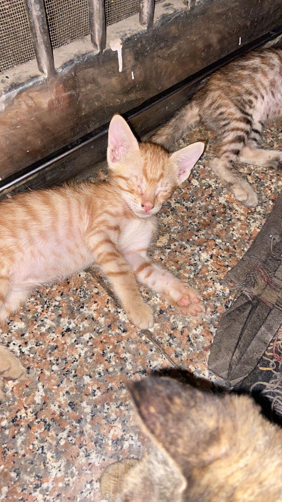 Ginger four