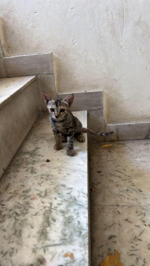 Tabby two — Indian Native in New Delhi available for adoption