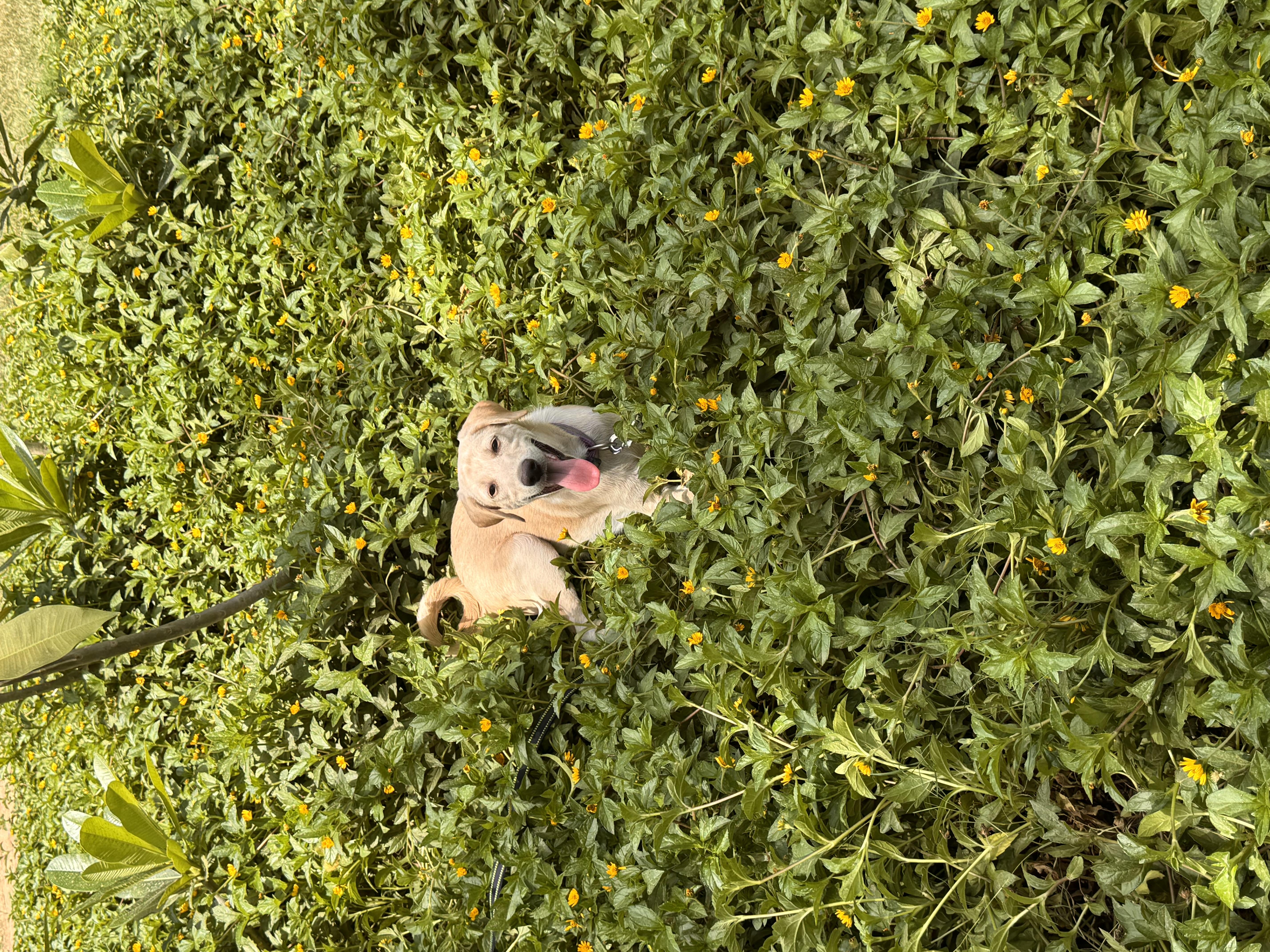 Snowie