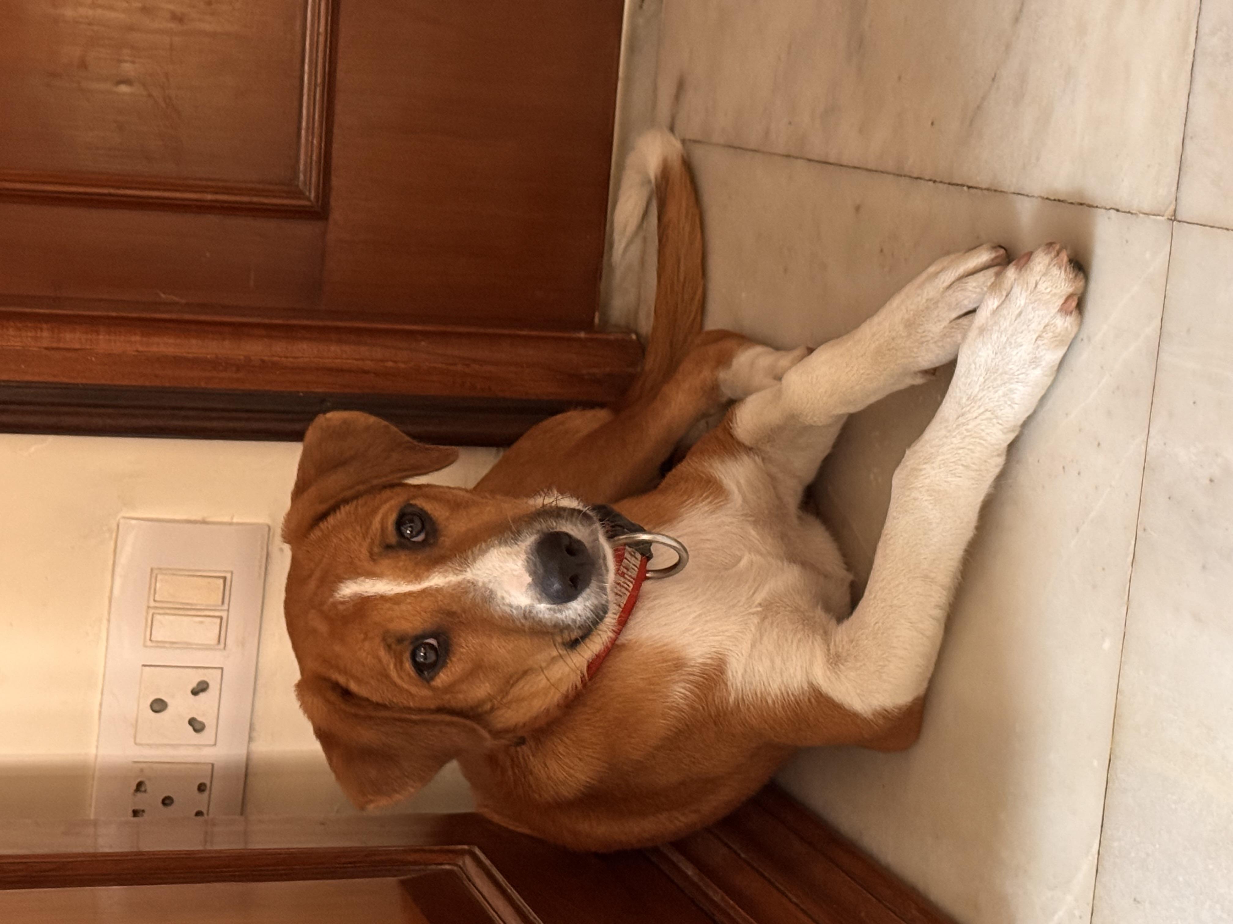 Gappu