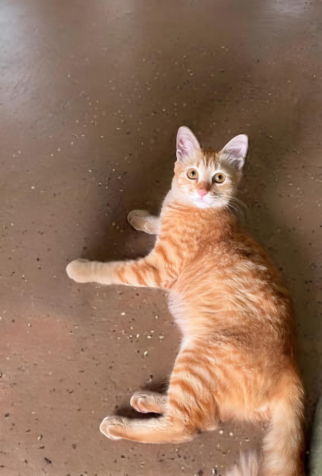 Simba