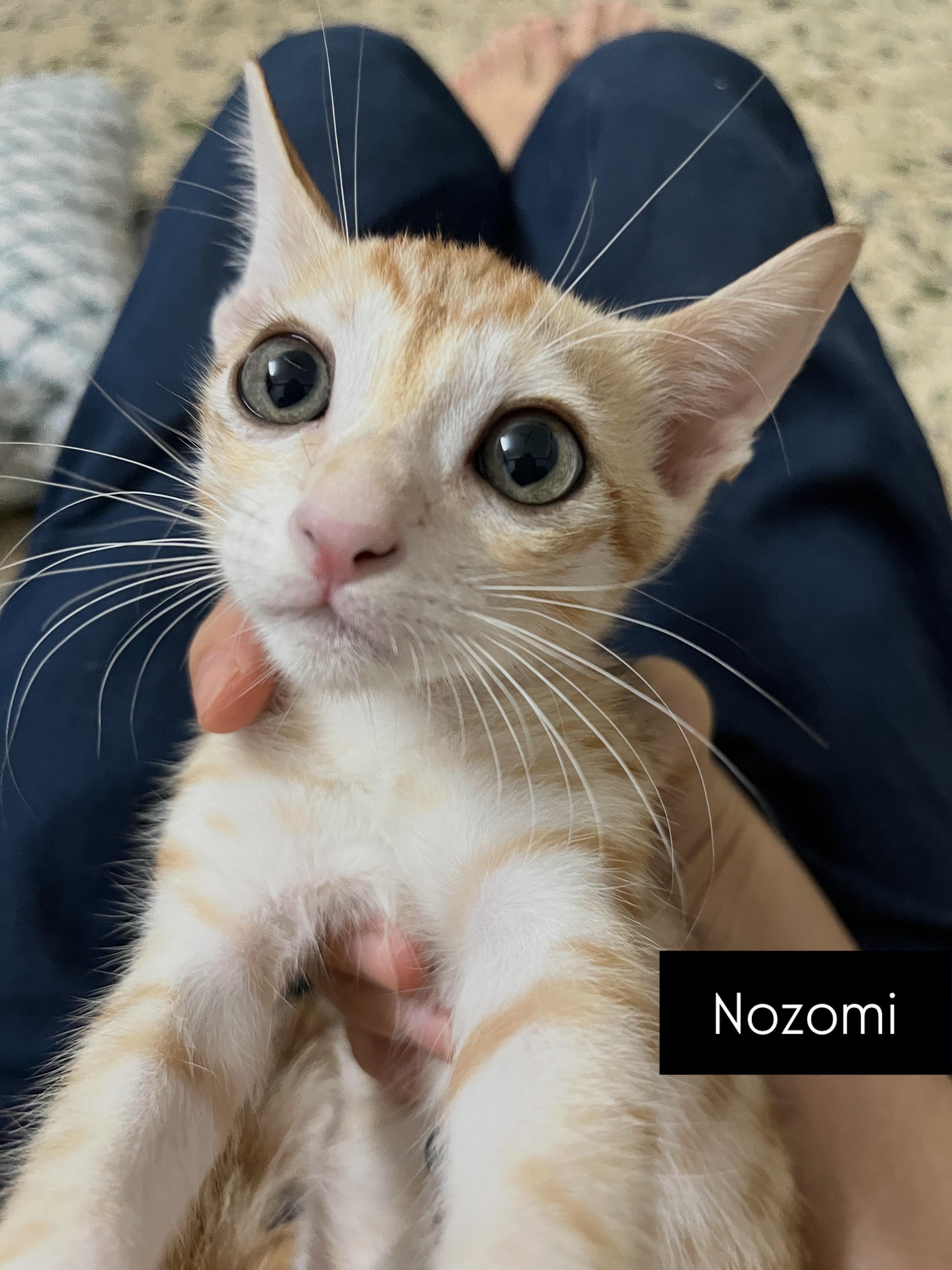 Nozomi