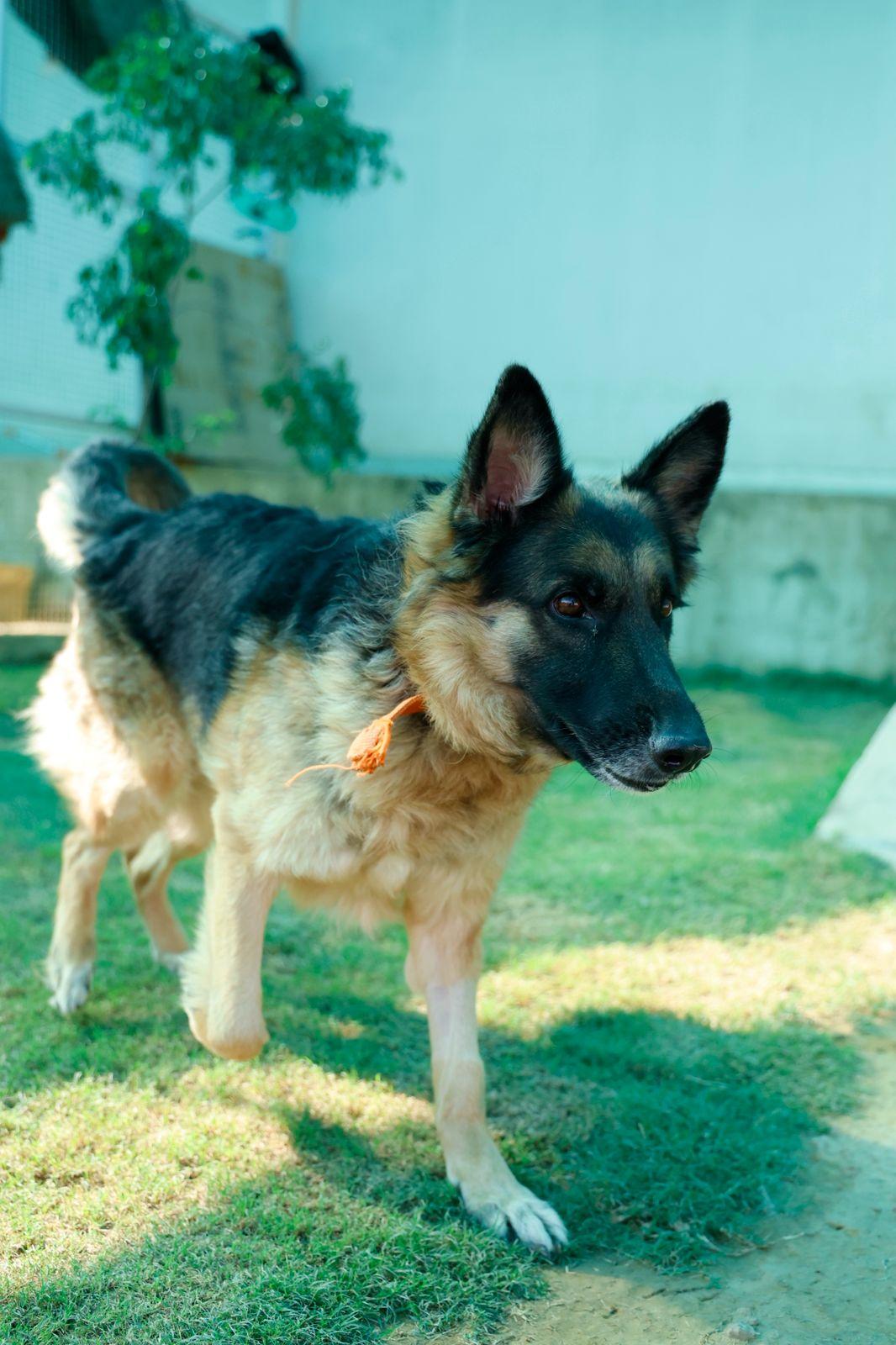 Oscar