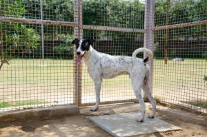 Gin — Indie in Gurugram available for adoption