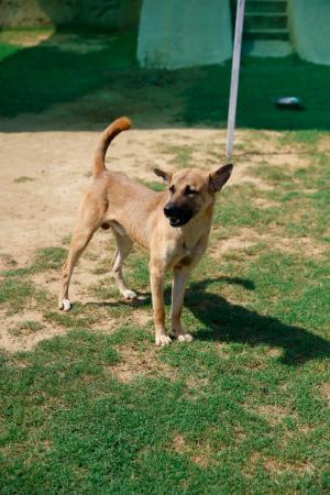 Naseeb — Mix in Gurugram available for adoption