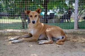 Durga — Indie in Gurugram available for adoption