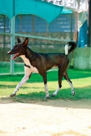 Bhairo — Mix in Gurugram available for adoption