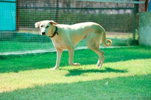 Gully — Indie in Gurugram available for adoption