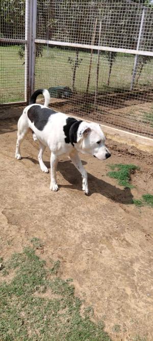 Oscar — Pitt Bull in Gurugram available for adoption