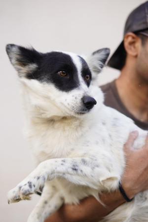 Sweety — Spitz in Gurugram available for adoption