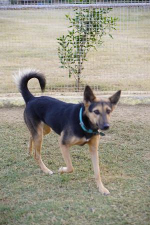 Sophie — Mix german shepherd in Gurugram available for adoption