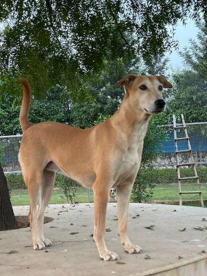 Fawn — Indie in Gurugram available for adoption