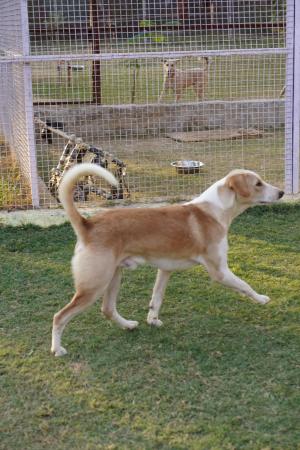 Honey — Mix labrador in Gurugram available for adoption