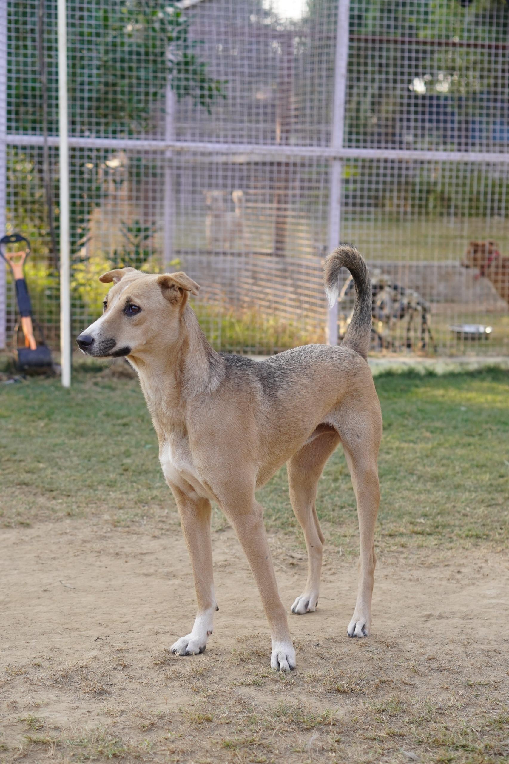 Tara