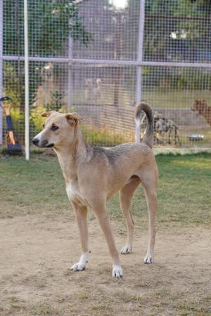 Tara — Indie in Gurugram available for adoption