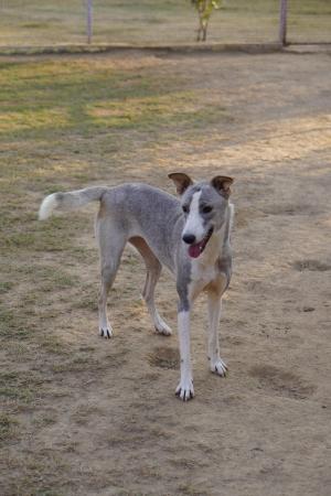 Cora — Indie in Gurugram available for adoption