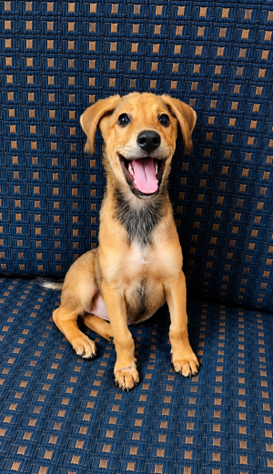 TukTuk — Indie in New Delhi available for adoption
