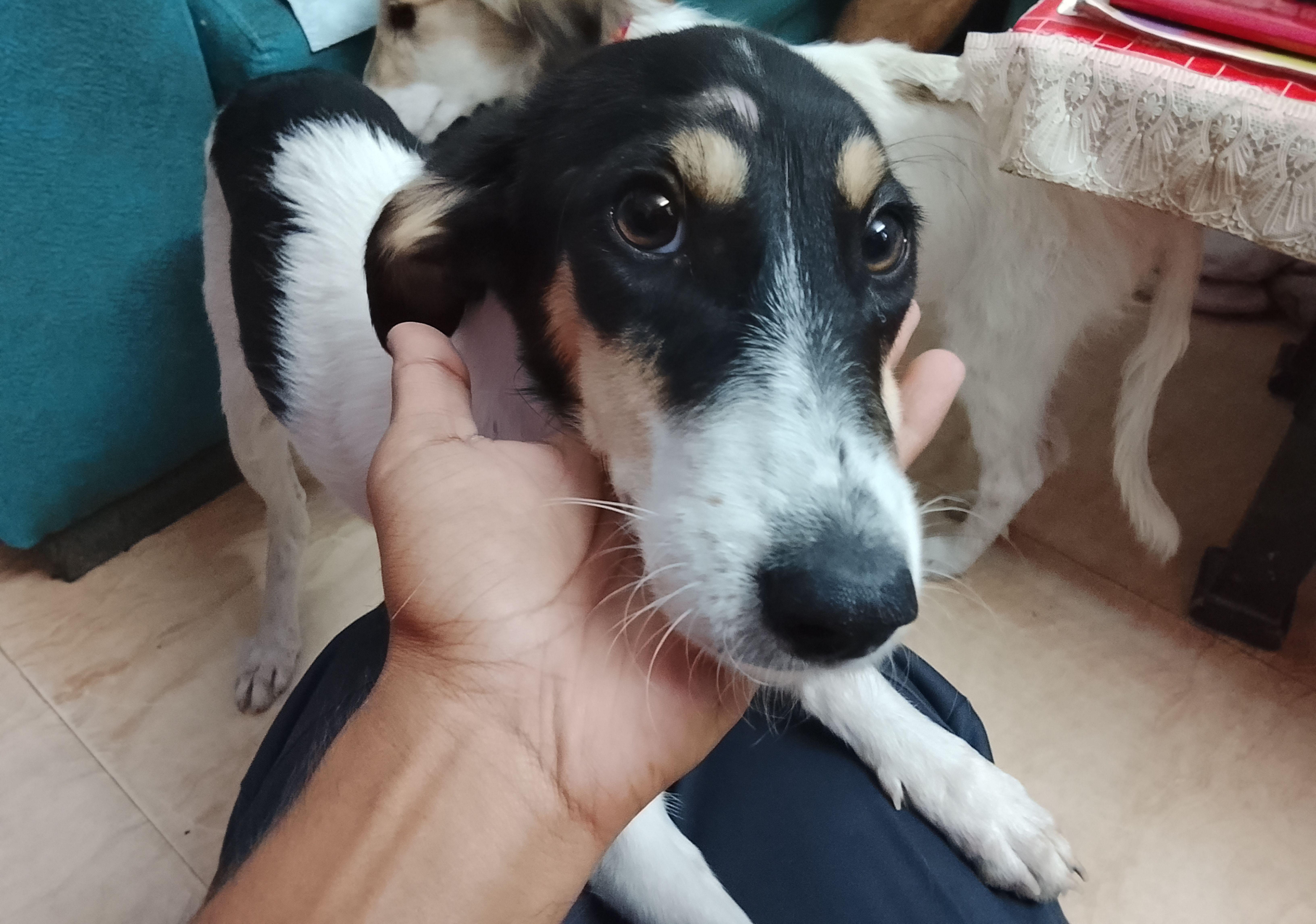 Chinki