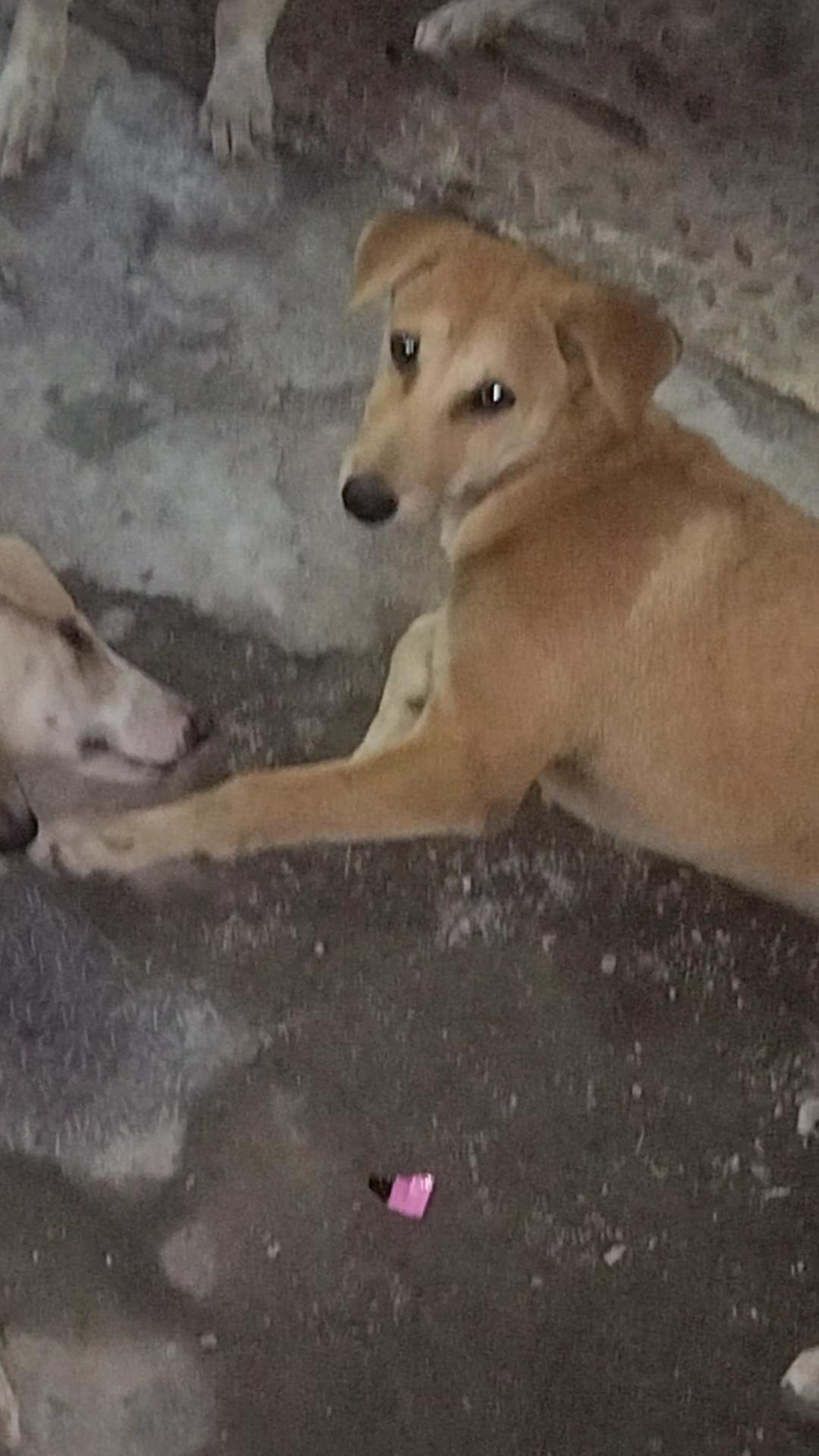 Daisy