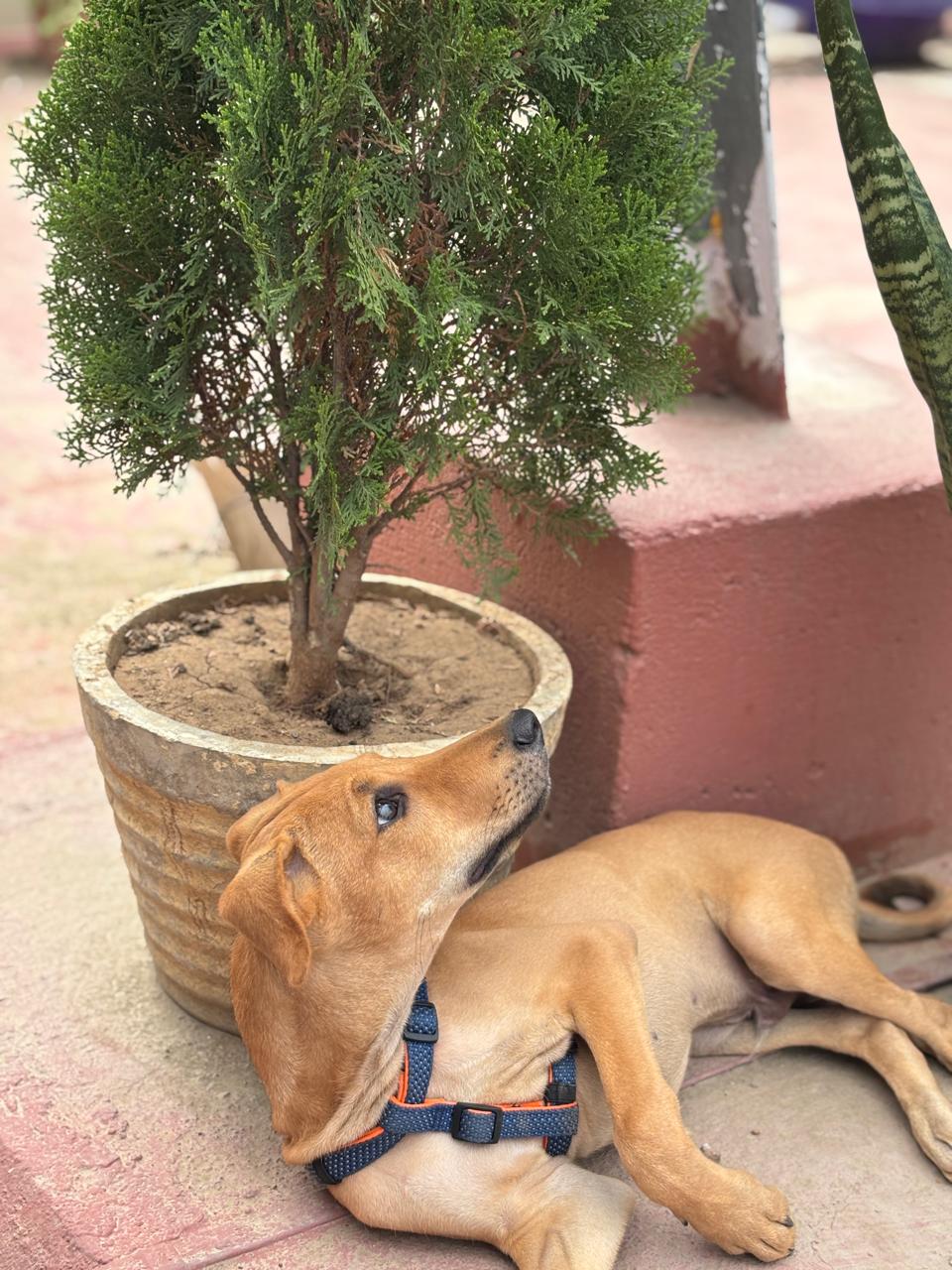 Leo