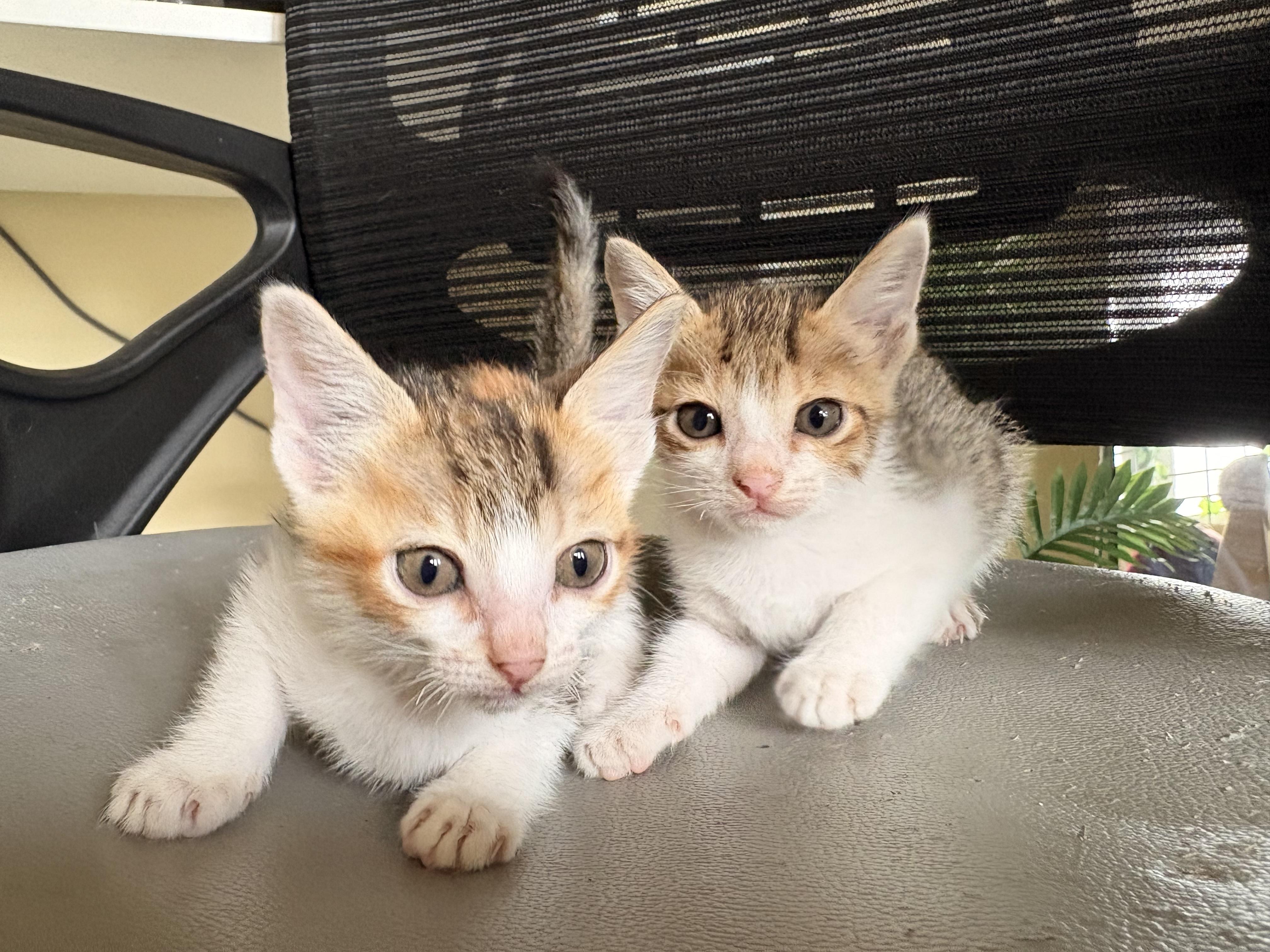 Luna and Stella