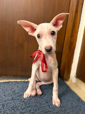 Kanmani — Indie mix in Delhi available for adoption