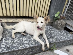 Madhumathi — Indian Spitz in Delhi available for adoption