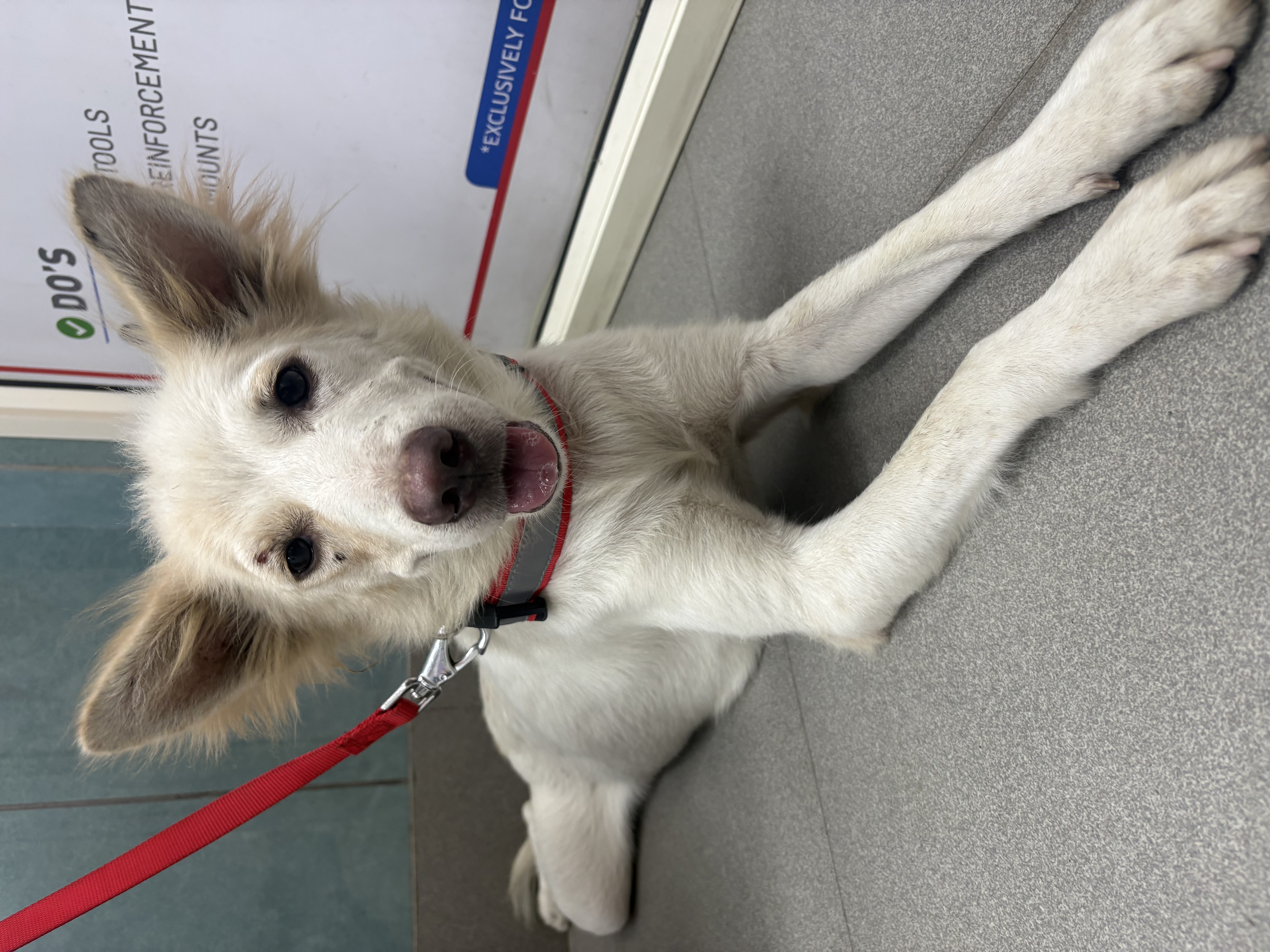 Madhumathi — Indian Spitz for adoption in Delhi