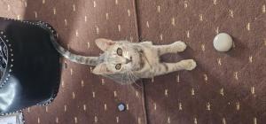 Popi chan — Spotted in Srinagar available for adoption