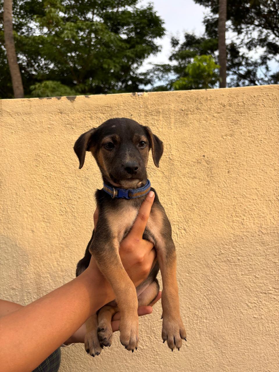 Ollie