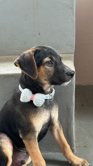 Ollie — Indie in Bangalore available for adoption