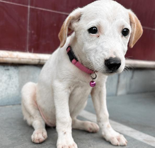 Stella