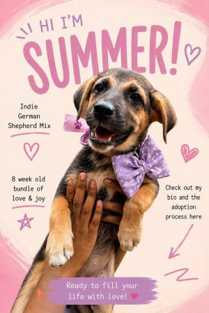 Summer — German shepherd mix Indie (desi) in Saket available for adoption