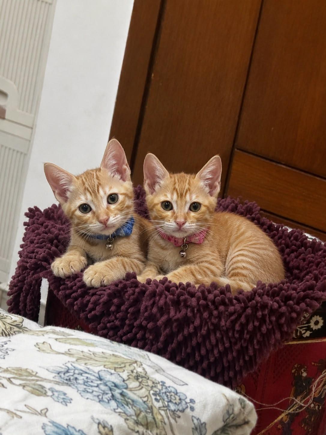 Cheeto and Nacho
