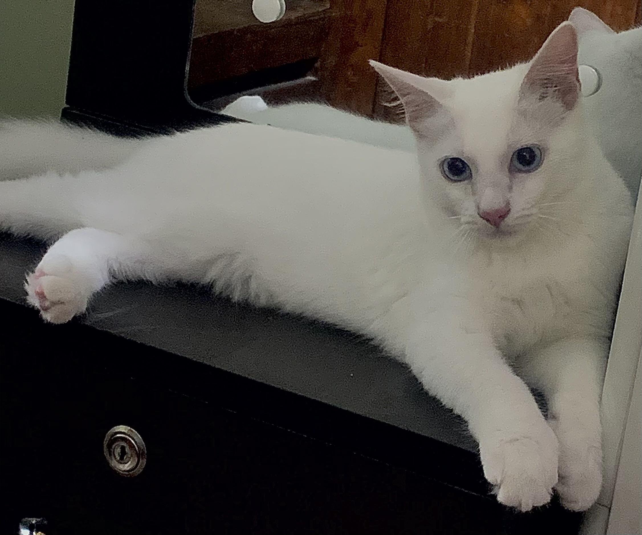 Peanut