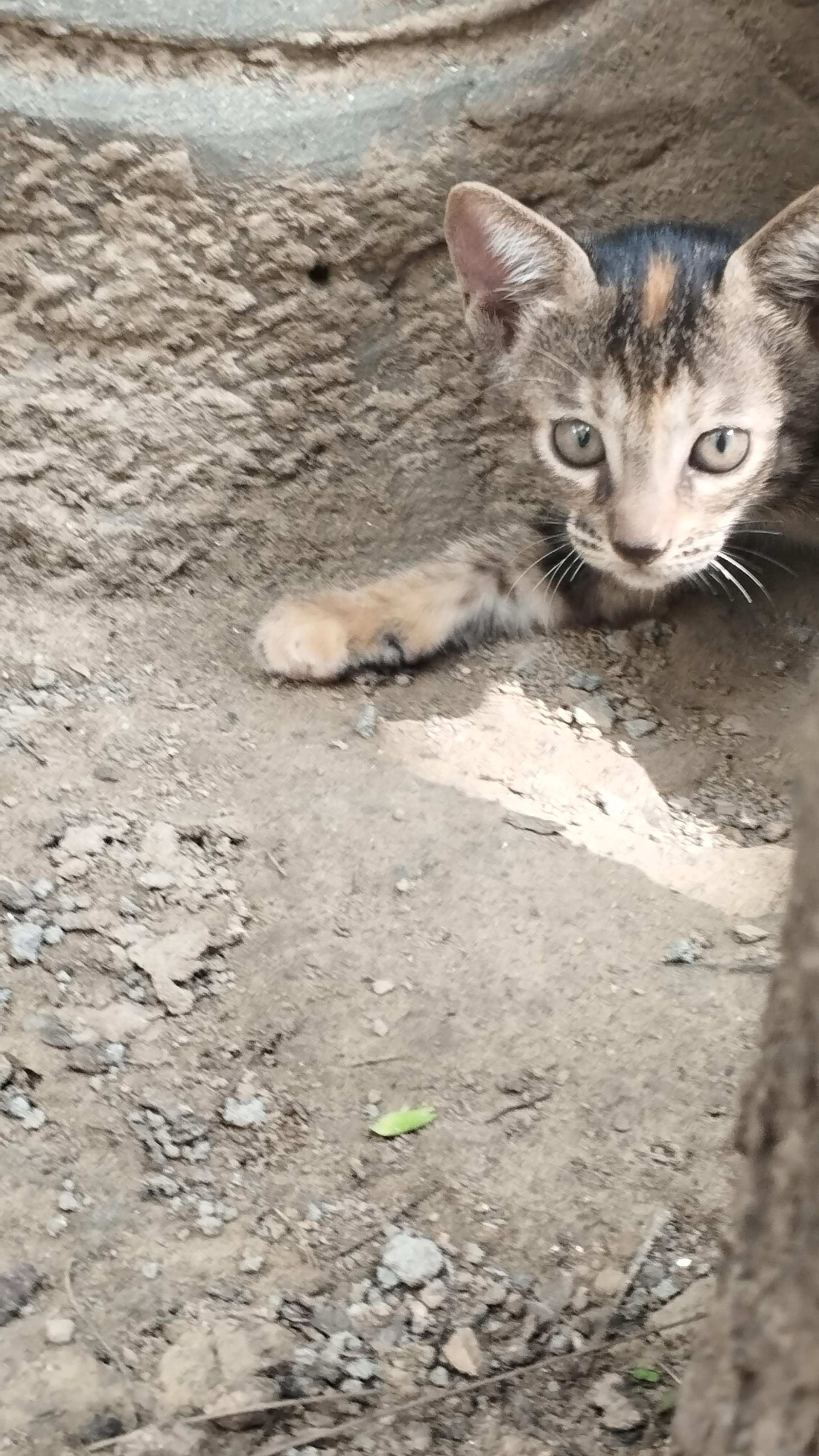 Tara